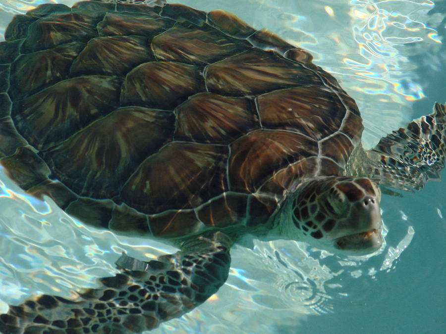 Sea Turtle Photograph - Mexico 2 by Michael Kovacs