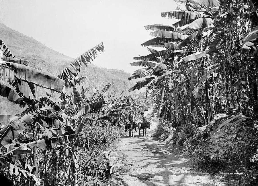 Mexico Banana Grove Photograph by Granger