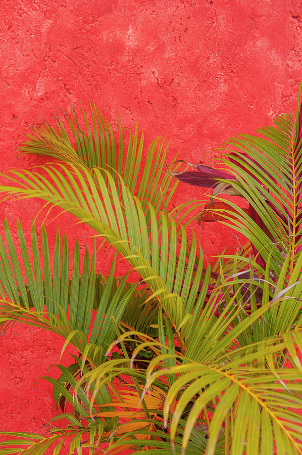 Mexico, Cozumel, Palm Tree Photograph by Lisa S. Engelbrecht - Fine Art ...