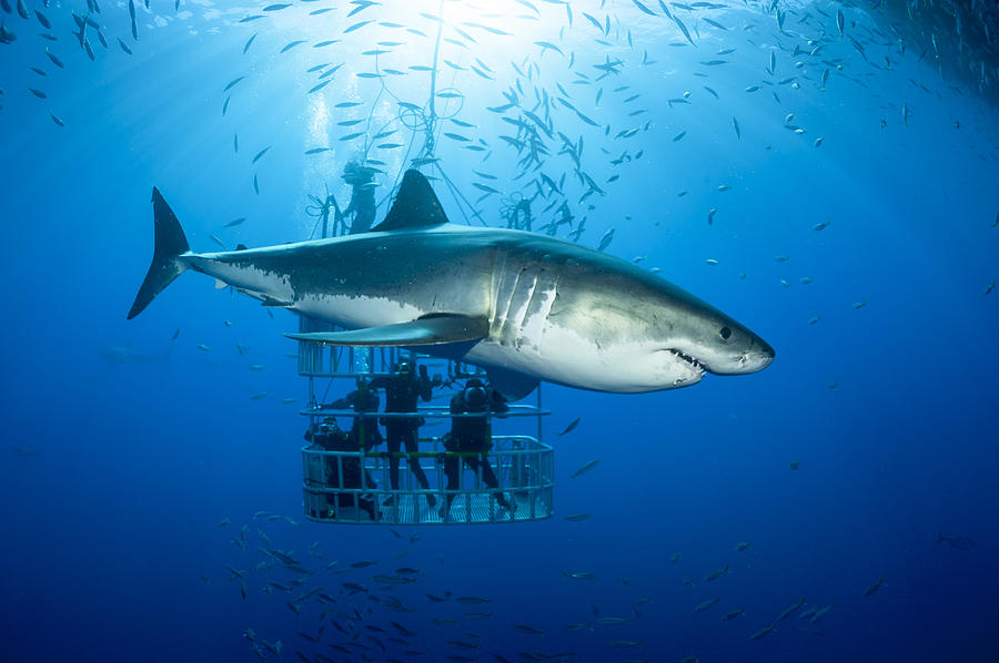 Mexico, Guadalupe, Pacific Ocean, scuba divers in shark cage with white shark, Carcharodon carcharias, in the foreground Photograph by Westend61