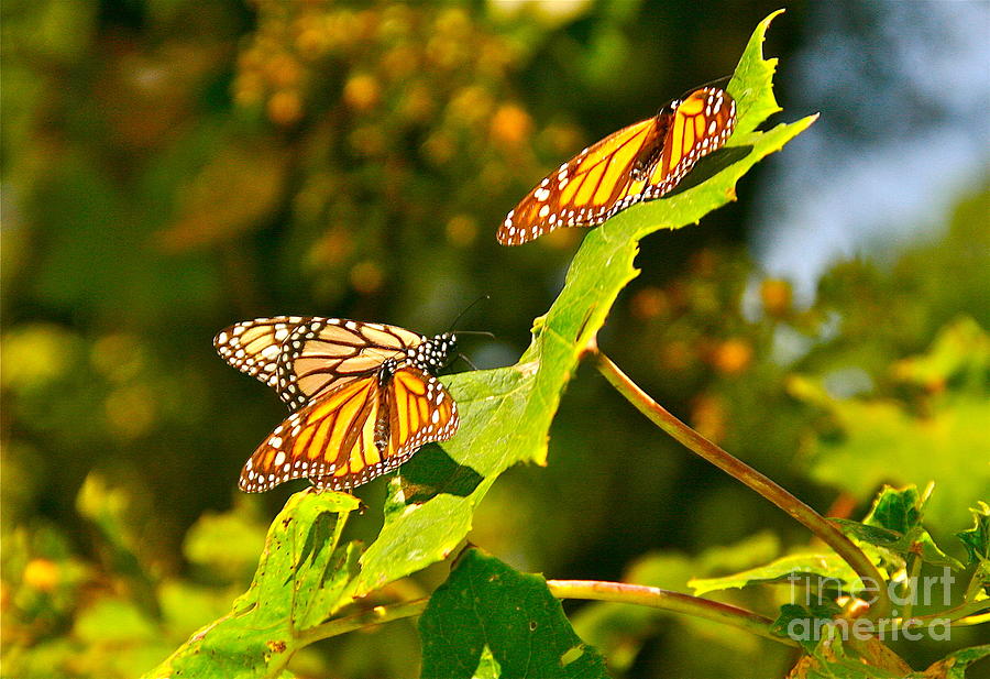 Mexico Monarch Butterflies Photograph by Joan McArthur