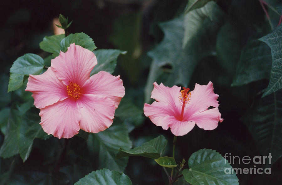 Mexico Pink Beauties by Tom Ray Photograph by First Star Art