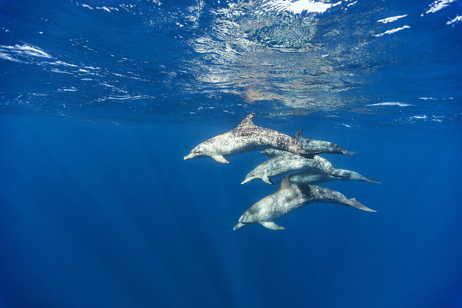 Mexico, Yucatan, Isla Mujeres, Caribbean Sea, Atlantic spotted dolphins, Stenella frontalis Photograph by Westend61