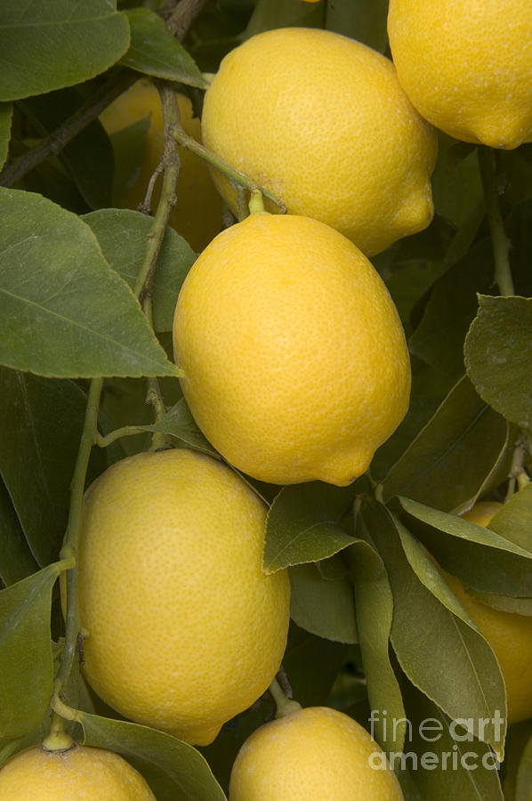Lemon Photograph - Meyer Lemons On A Branch by Inga Spence
