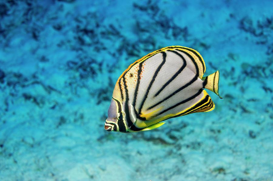 Fish Photograph - Meyers Butterflyfish by Georgette Douwma