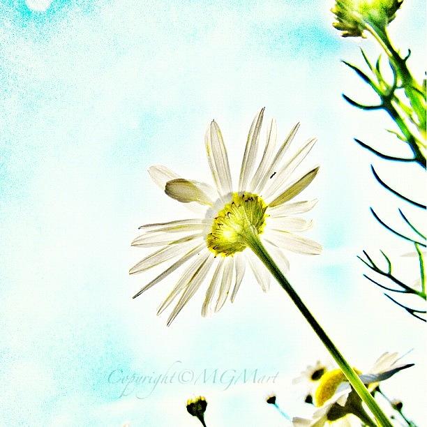 Daisy Photograph - #mgmarts #daisy #flower #morning by Marianna Mills
