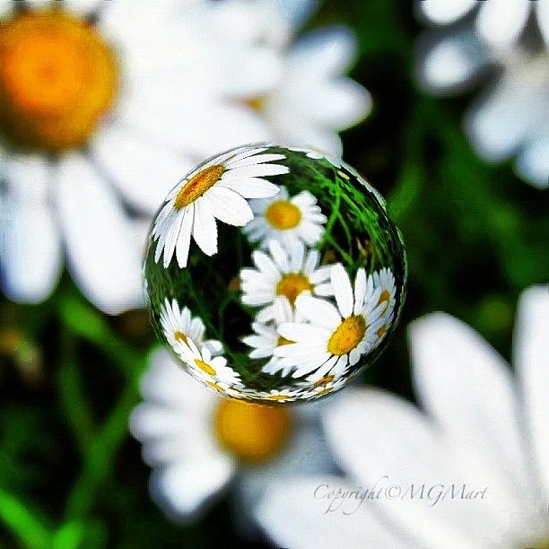 Summer Photograph - #mgmarts #daisy #flower #weed #summer by Marianna Mills