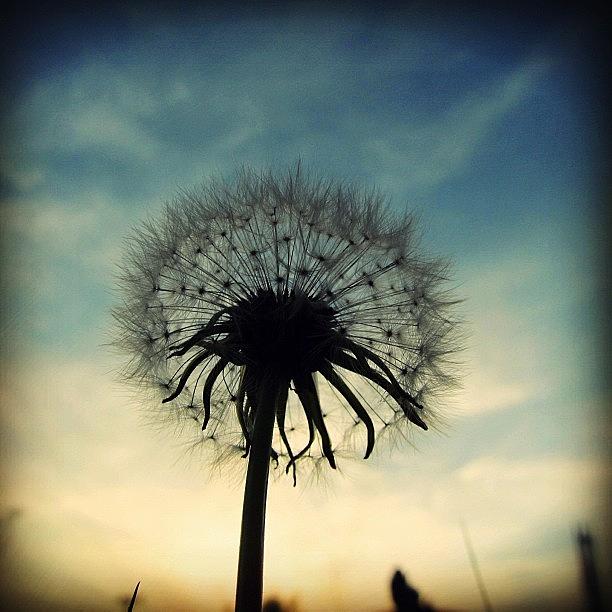 Nature Photograph - #mgmarts #dandelion #weed #sunset #sun by Marianna Mills
