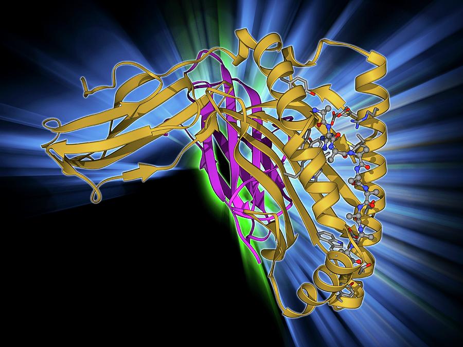 Mhc Protein-antigen Complex Photograph by Laguna Design