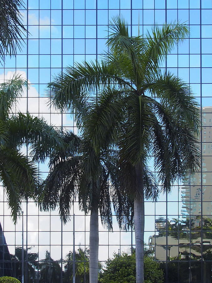 Miami Glass Skyscraper with Tall Palms and Blue Sky Reflections Photograph by Karen Zuk Rosenblatt