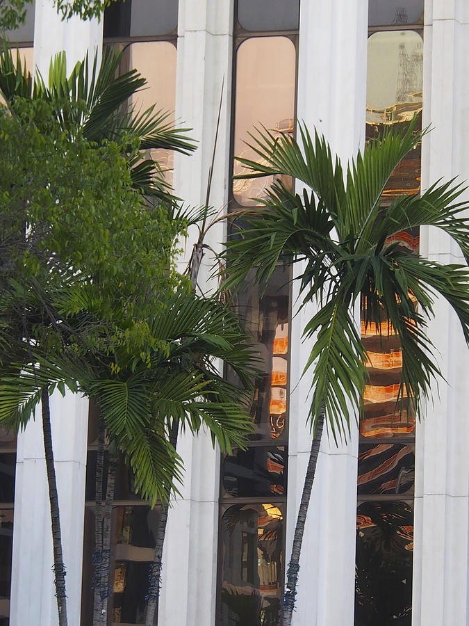 Miami Architiecture Tall Glass Panels and Palm Trees Photograph by Karen Zuk Rosenblatt