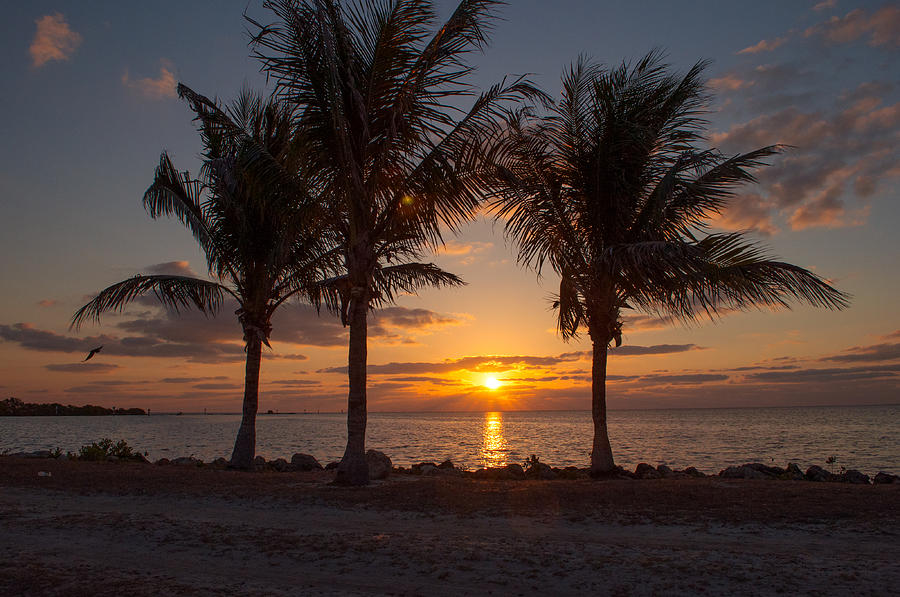 Miami Palms Sunrise Photograph by Gregory Everts | Fine Art America