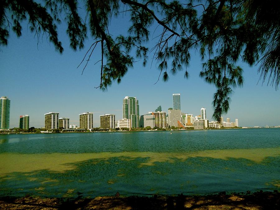 Miami Skyline Photograph by Monique Wegmueller