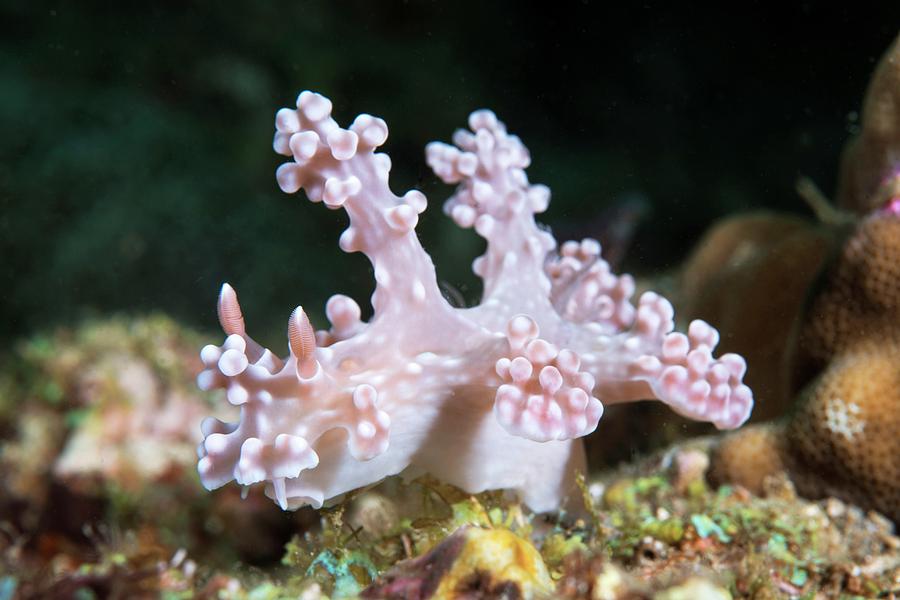 Miamira Nudibranch Photograph by Science Photo Library Miamira Nudibranch Photograph by Science Photo Library