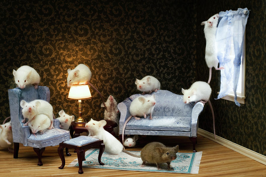 mice in living room