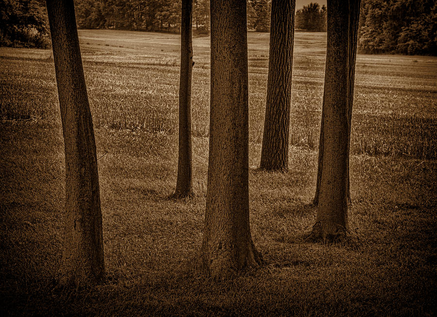 Mich. Trees 1 Photograph