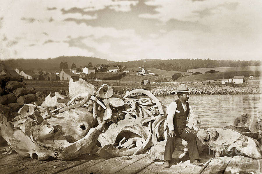 Bones Photograph - Michael Noon sitting on a  Pile of whale bones Monterey Wharf  circa 1896 by Monterey County Historical Society