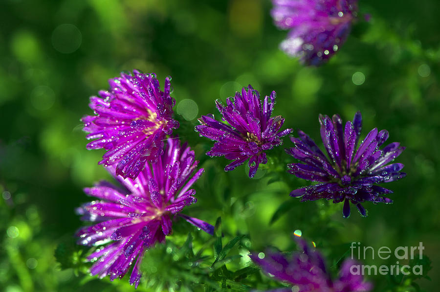 Michaelmas Daisy with Drops Photograph by Sharon Talson