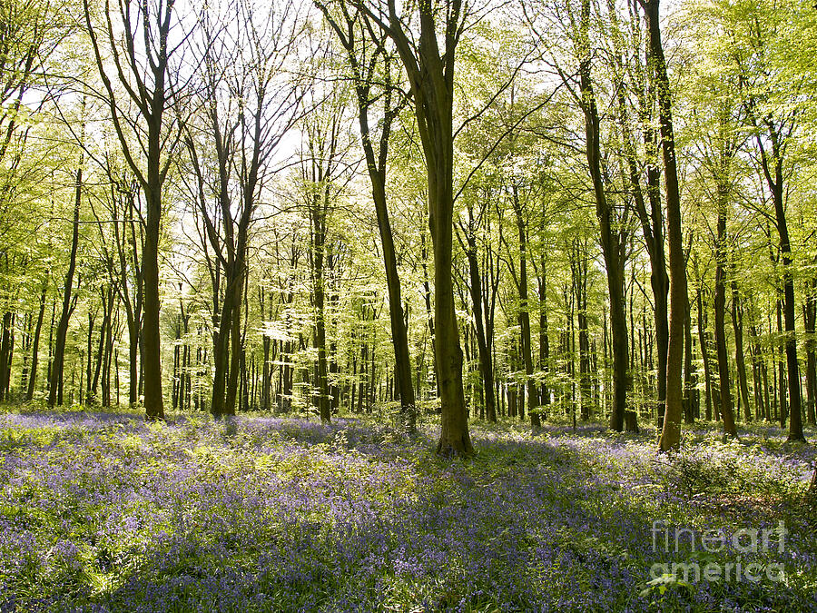 Micheldever Wood In Springtime Photograph