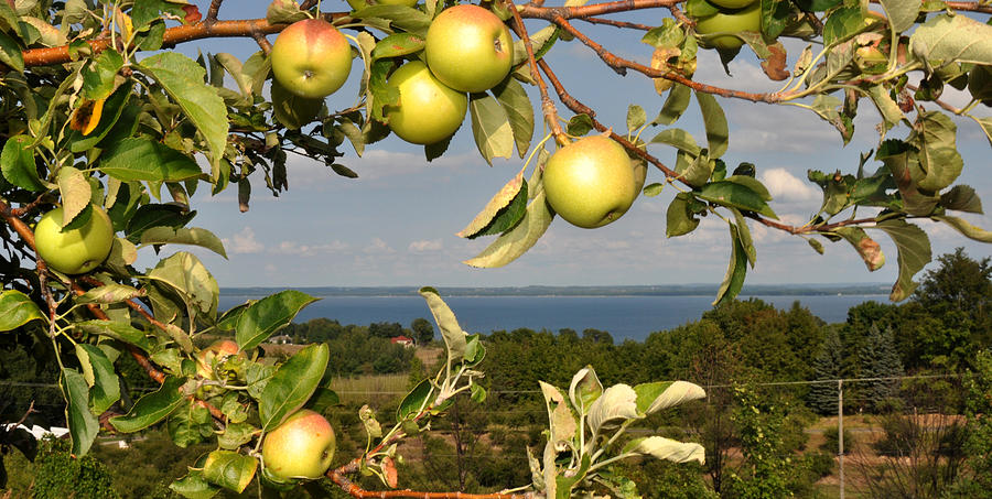 Michigan Apples i phone case Photograph by Diane Lent