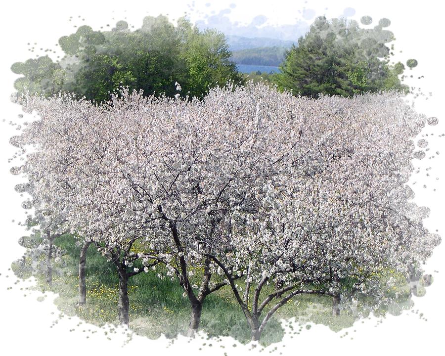 Unique Photograph - Michigan Cherry Orchard by Lorraine Keil