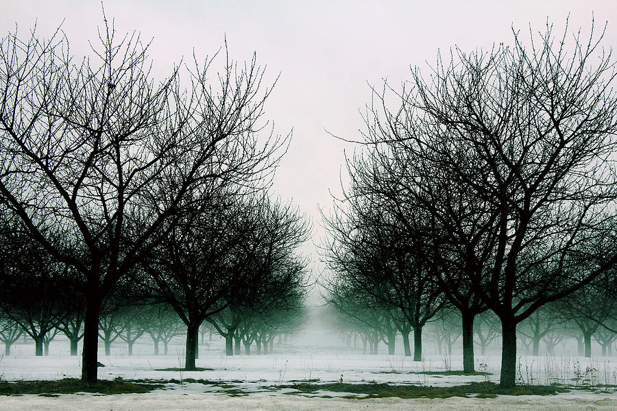 Michigan Cherry Trees in Winter Photograph by John McGraw