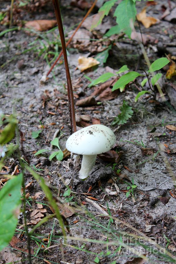 Nature Photograph - Michigan Fungus 3 by Stephanie Kripa