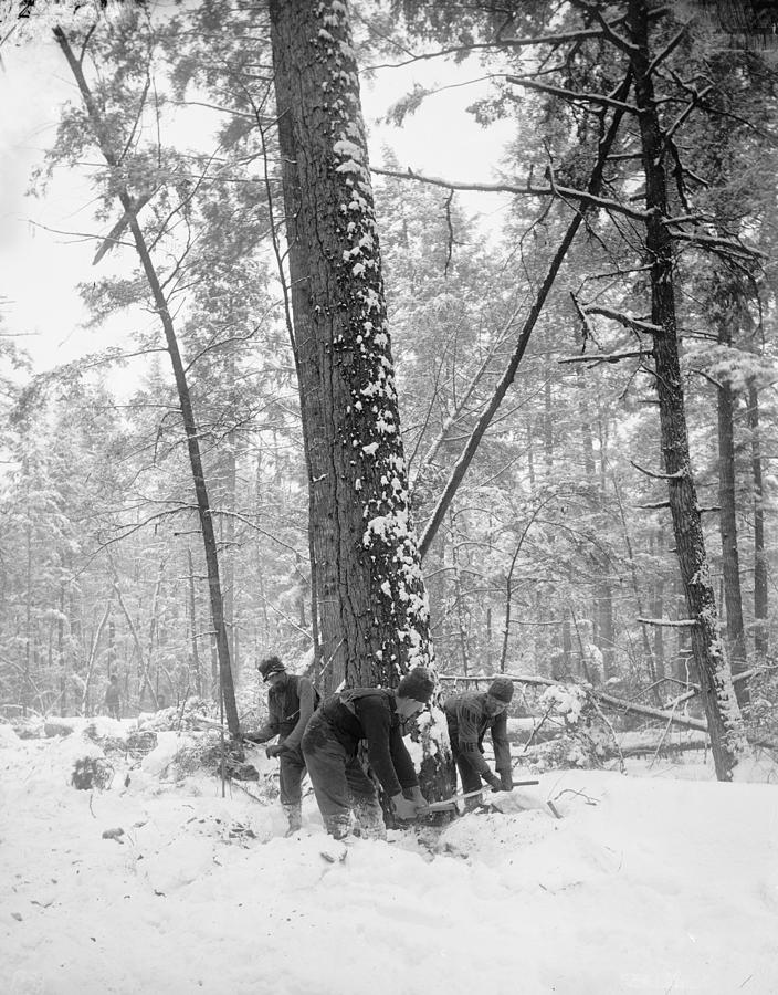 Michigan Lumberjacks Photograph by Granger