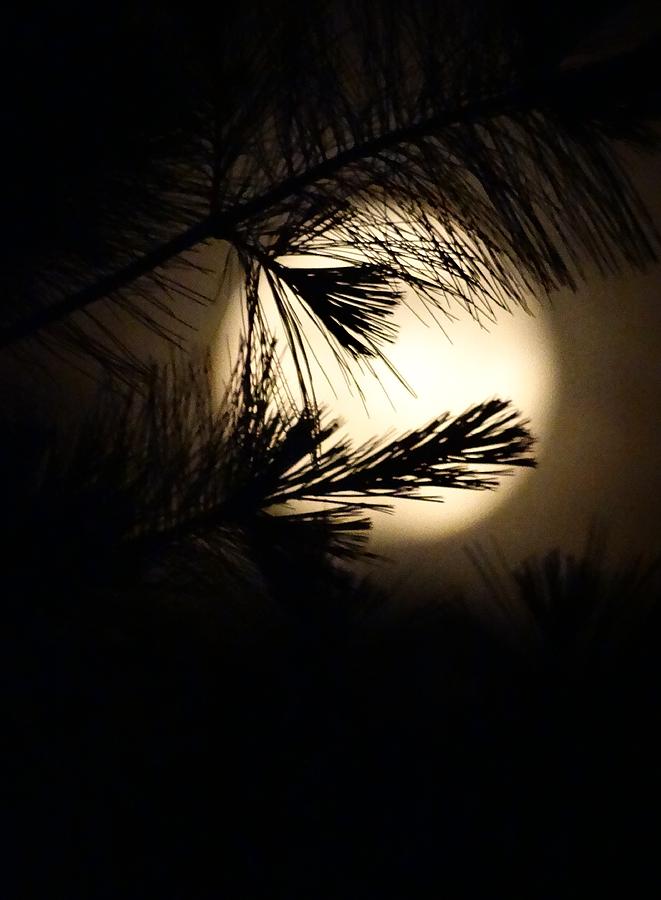 Michigan Moonrise Photograph by Sandra Strohschein