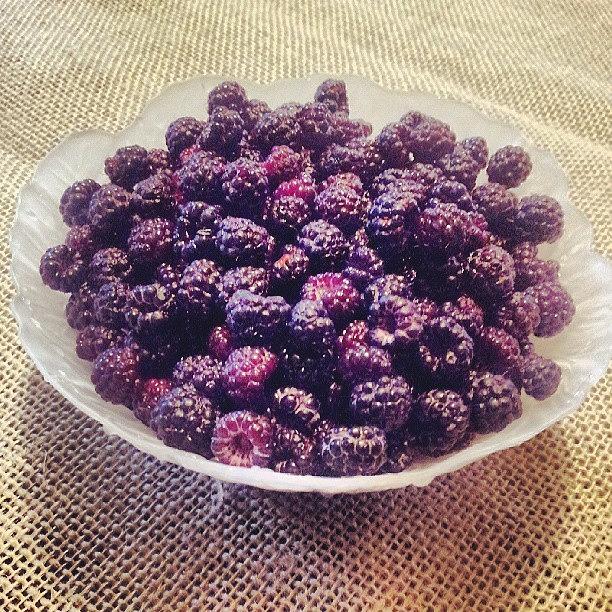 Raspberry Photograph - Michigan Raspberries and Blackberries by Melissa Shutts