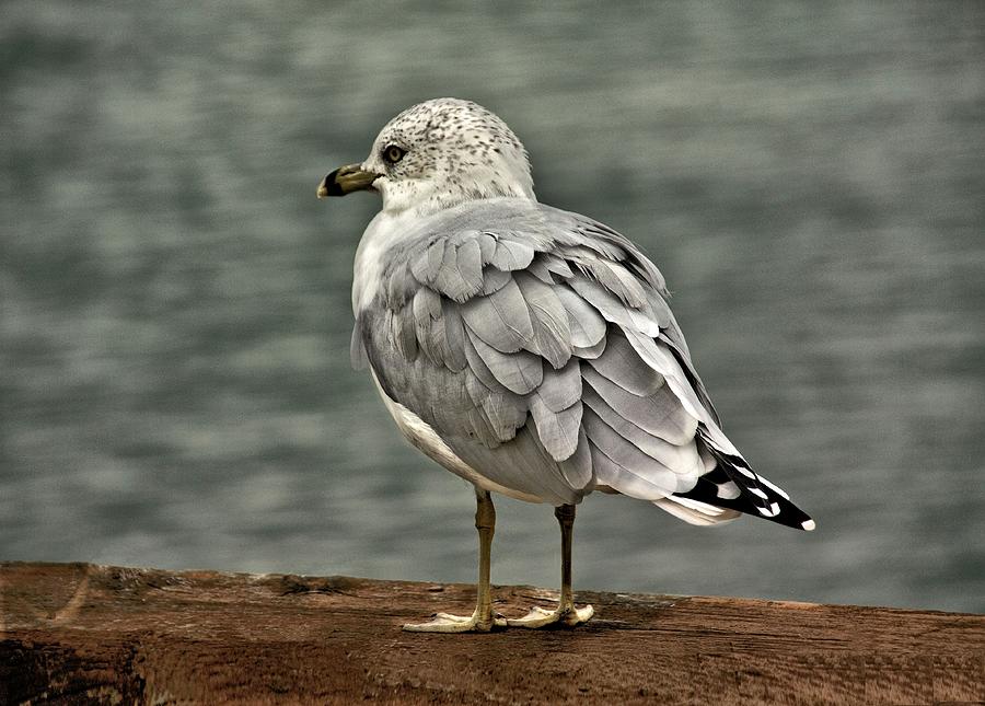 Michigan Seagull Photograph by Robert Richardson Fine Art America