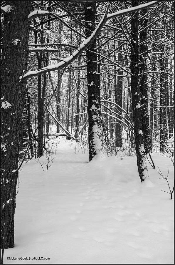 Nature Photograph - Michigan Snow Storm by LeeAnn McLaneGoetz McLaneGoetzStudioLLCcom