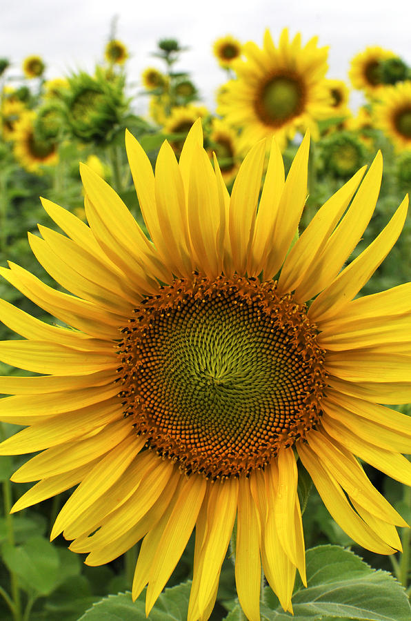 Michigan Sunflower Photograph By Evan Butler - Fine Art America