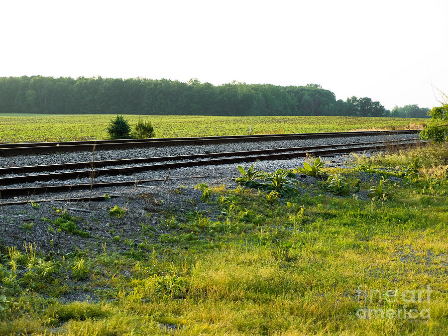 Railroad Tracks Photograph - Michigan Railway in The Green by Tara Lynn