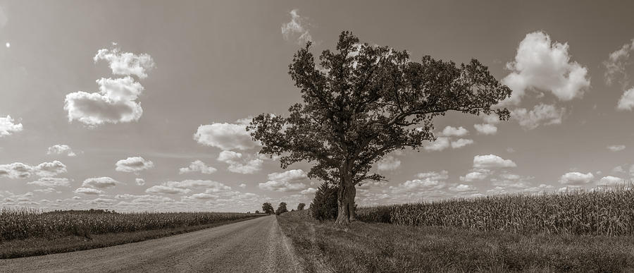 Michigan Tree and Country Road in Sepia  Photograph by John McGraw