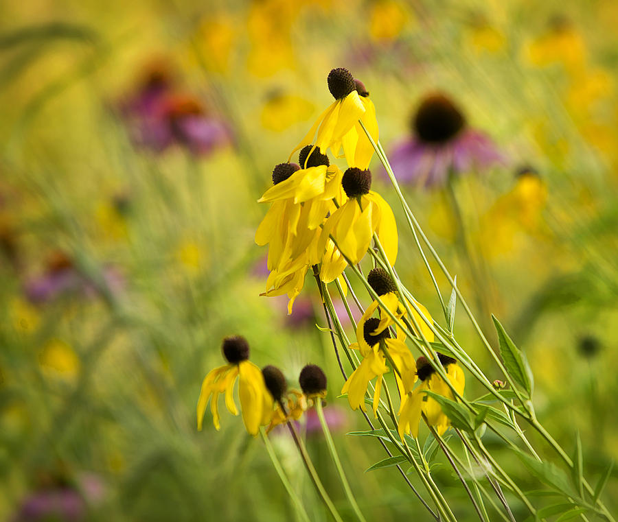 Michigan Wild Flowers Photograph by Steve White