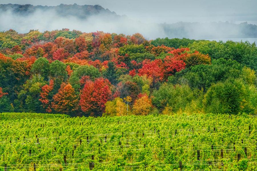 Michigan Wine Country Photograph by Thomas Nighswander