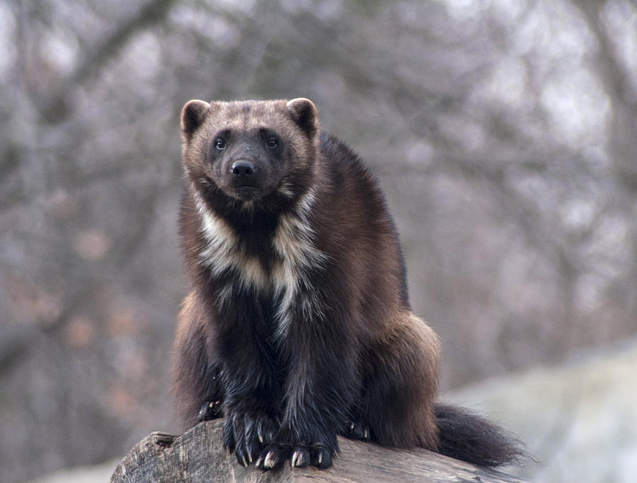 Michigan Wolverine Photograph by Ginger Harris