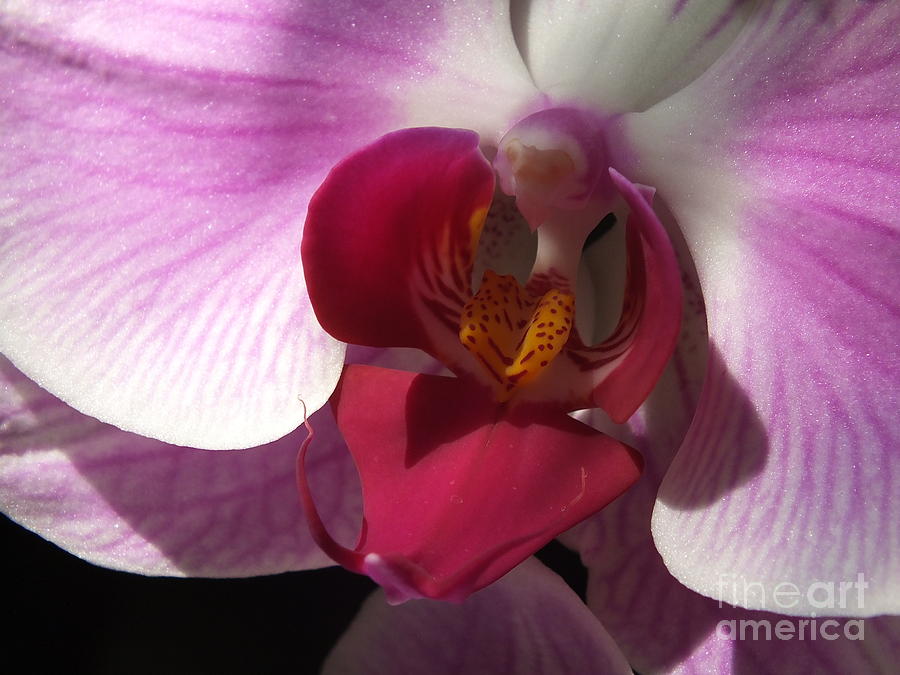 Micro Orchid Photograph by Yenni Harrison