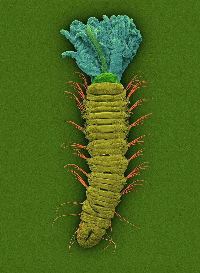 Feather Still Life Photograph - Micro-polychaete Worm (augeneriella Dubia) by Dennis Kunkel Microscopy/science Photo Library