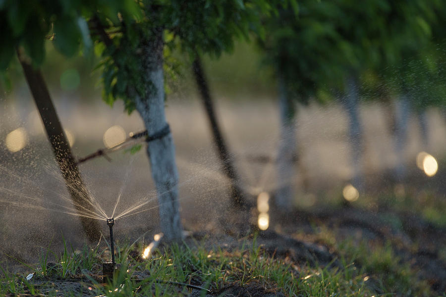 Rural Scene Photograph - Micro Sprinkler Irrigation In A Cherry by Peter Essick