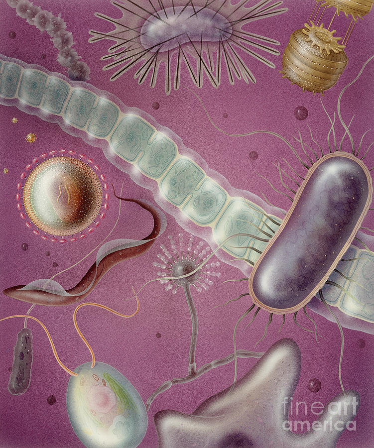 Illustration Photograph - Microbes by Carlyn Iverson