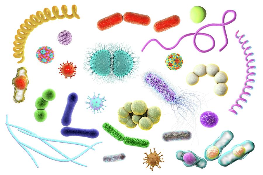 Microbes Photograph by Kateryna Kon/science Photo Library - Pixels