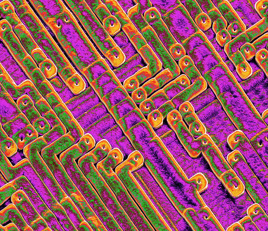 Integrated Circuits Photograph - Microchip Circuitry by Power And Syred/science Photo Library