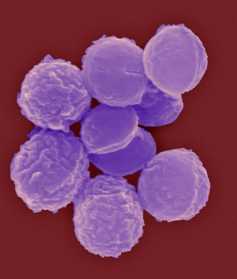 Micrococcus Luteus Photograph By Dennis Kunkel Microscopyscience Photo Library Pixels 
