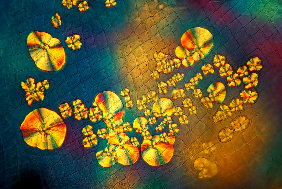 Microcrystals On Waterflea, Lm Photograph by Marek Mis