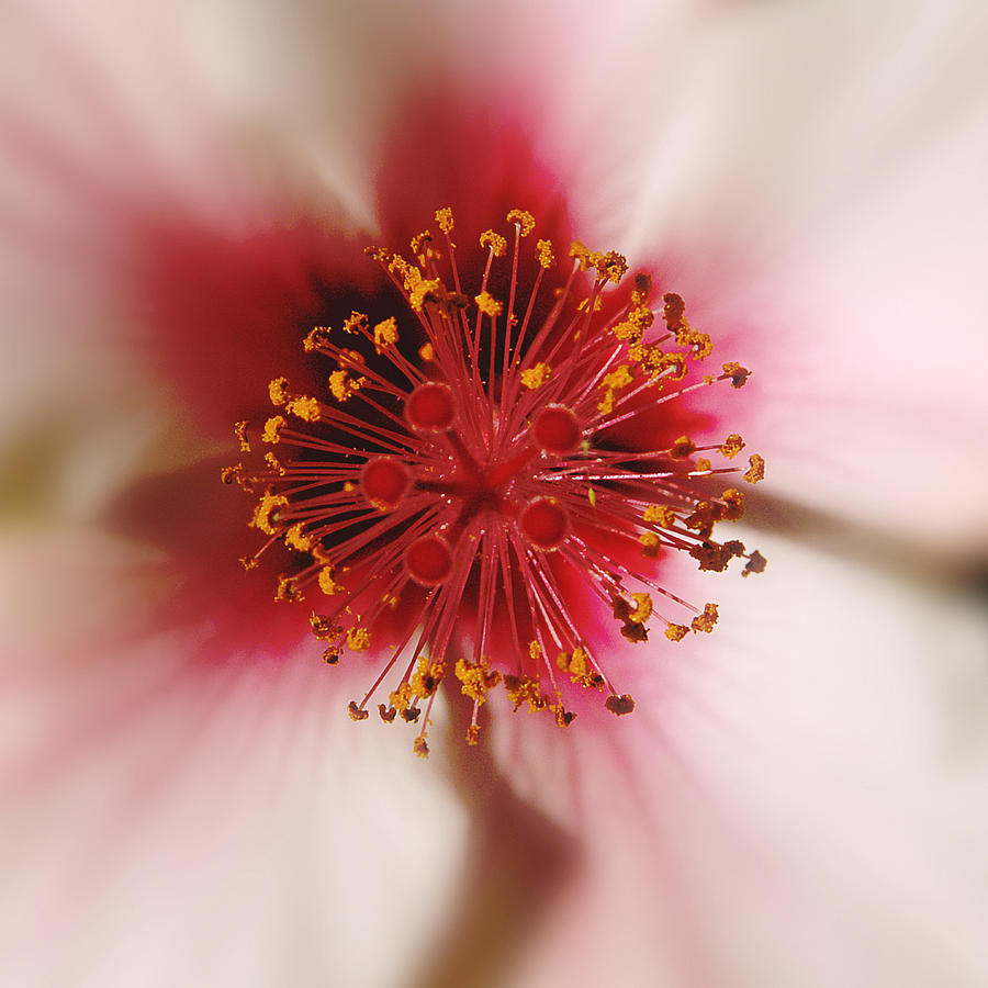 Microflower 2 Photograph by Geof Kirby - Fine Art America