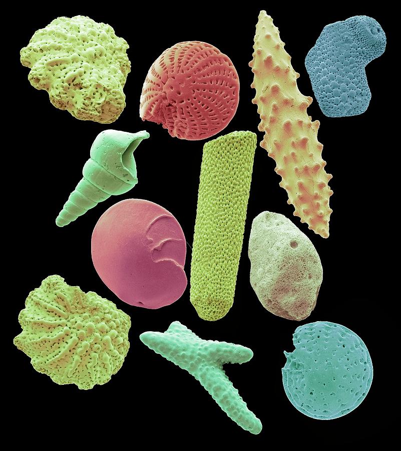 Microfossils Photograph by Steve Gschmeissner