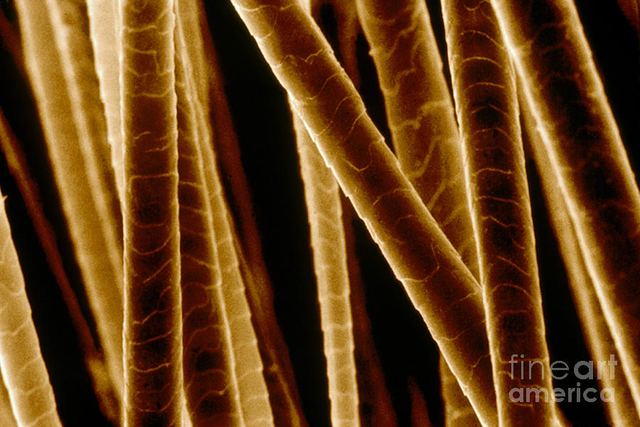 Micrograph Of Human Hair Photograph by David M. Phillips