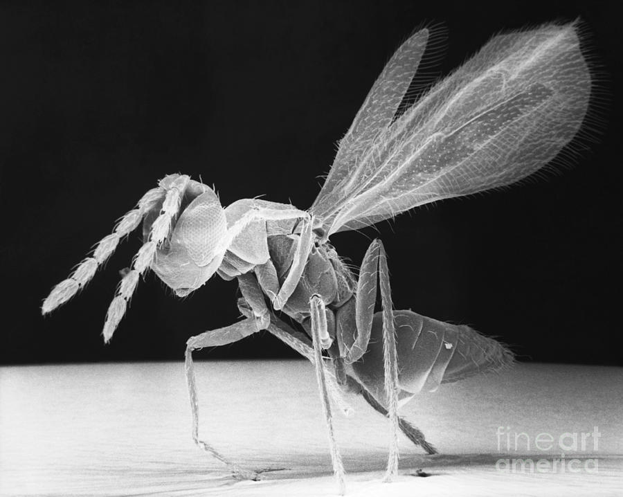 Microhymenopteran Photograph by David M. Phillips
